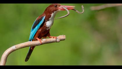 İzmir yalıçapkını