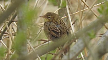 Çekirge kamışçını