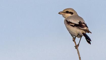 Büyük örümcekkuşu