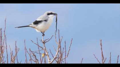 Büyük örümcekkuşu