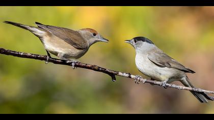 Karabaşlı ötleğen