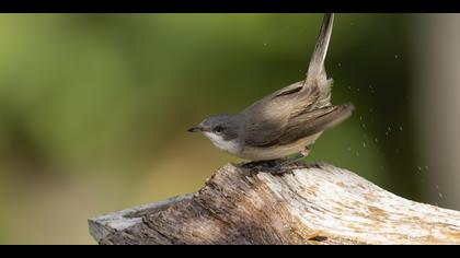 Küçük akgerdanlı ötleğen