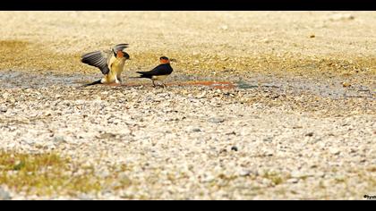 Kızıl kırlangıç