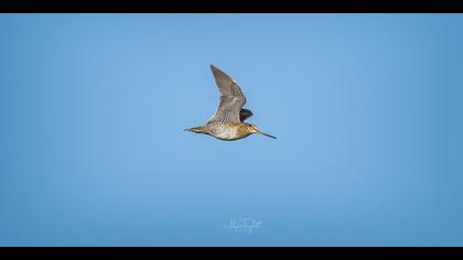 Sibirya suçulluğu » Pin-tailed Snipe » Gallinago stenura
