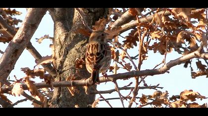 Akbaşlı kirazkuşu