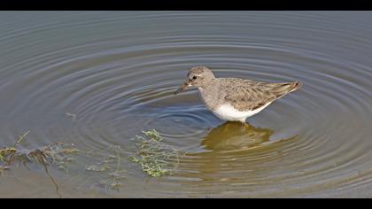 Sarıbacaklı kumkuşu