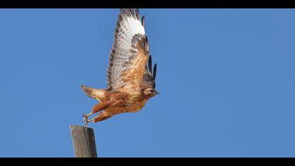 Kızıl şahin » Long-legged Buzzard » Buteo rufinus