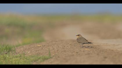 Bataklıkkırlangıcı » Collared Pratincole » Glareola pratincola