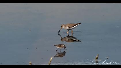 Terek düdükçünü