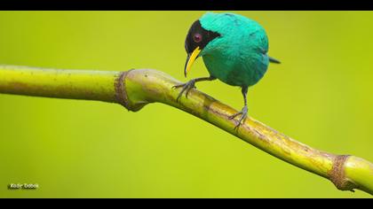 Tanımsız » Undefined » Undefined