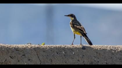 Sarı kuyruksallayan