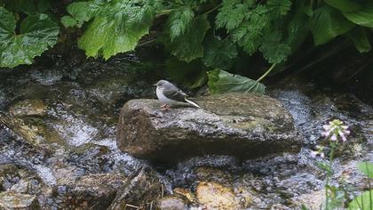 Dağ kuyruksallayanı