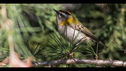 Sürmeli çalıkuşu