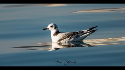 Karaayaklı martı » Black-legged Kittiwake » Rissa tridactyla