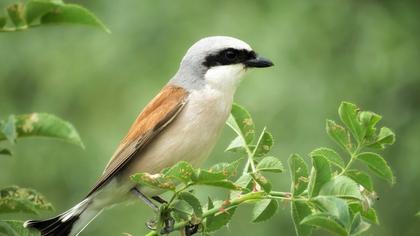Kızılsırtlı örümcekkuşu