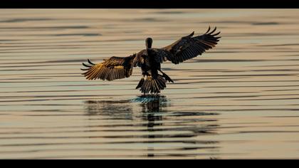 Küçük karabatak » Pygmy Cormorant » Microcarbo pygmaeus