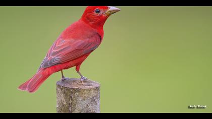 Tanımsız » Undefined » Undefined