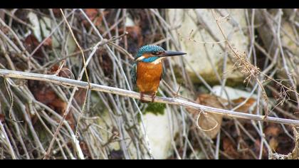 Yalıçapkını » Common Kingfisher » Alcedo atthis