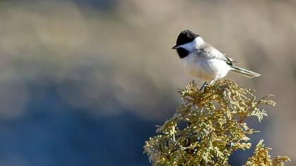 Akyanaklı baştankara