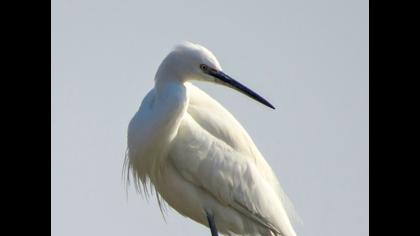 Küçük ak balıkçıl