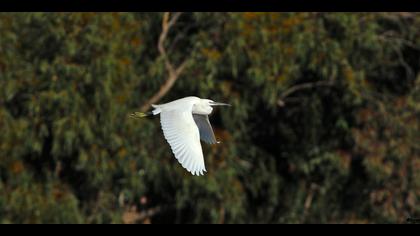 Küçük ak balıkçıl