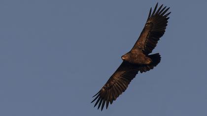 Küçük orman kartalı