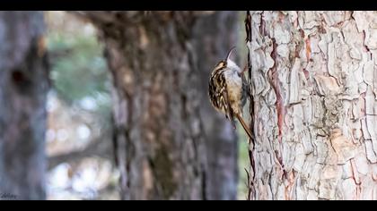 Bahçe tırmaşıkkuşu