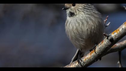 Uzunkuyruklu baştankara