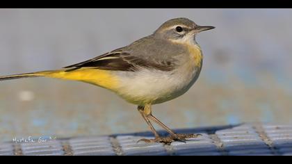 Dağ kuyruksallayanı » Grey Wagtail » Motacilla cinerea