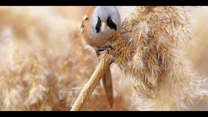 Bıyıklı baştankara