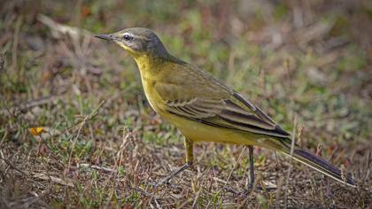 Sarı kuyruksallayan