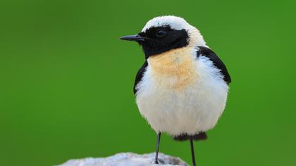 Karakulaklı kuyrukkakan