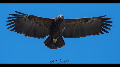 Büyük orman kartalı