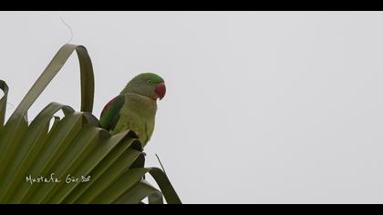 İskender papağanı » Alexandrine Parakeet » Psittacula eupatria