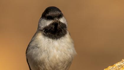 Akyanaklı baştankara