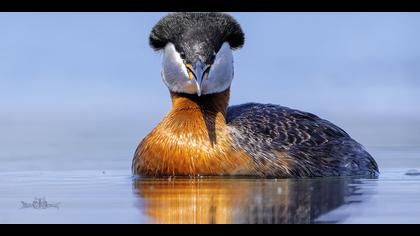 Kızılboyunlu batağan
