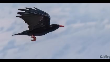 Kırmızıgagalı dağ kargası