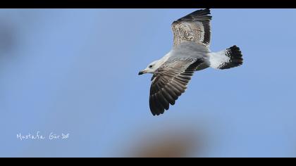 Van gölü martısı » Armenian Gull » Larus armenicus