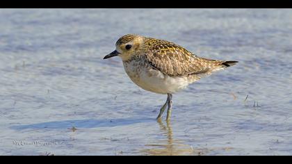 Küçük altın yağmurcun