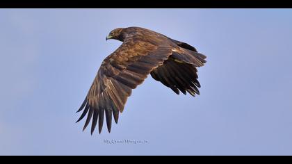 Büyük orman kartalı