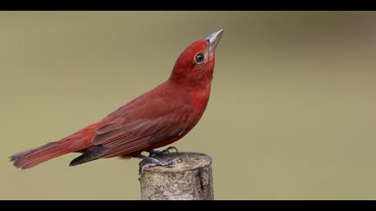 Tanımsız » Undefined » Undefined