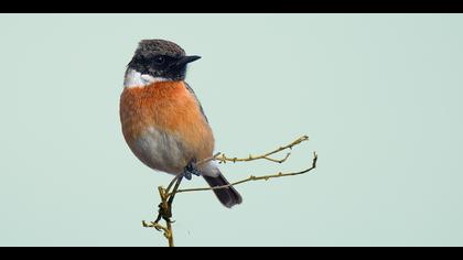 Taşkuşu » European Stonechat » Saxicola rubicola