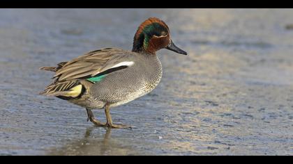 Çamurcun » Eurasian Teal » Anas crecca
