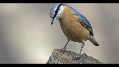 Sıvacı » Eurasian Nuthatch » Sitta europaea