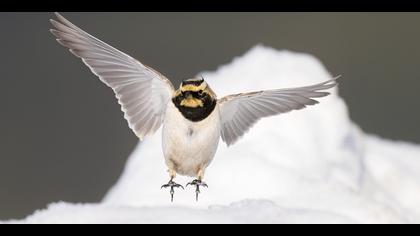 Kulaklı toygar » Horned Lark » Eremophila alpestris