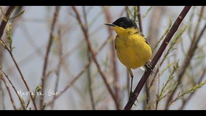 Sarı kuyruksallayan » Western Yellow Wagtail » Motacilla flava