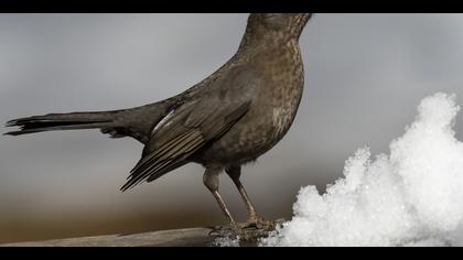 Karatavuk » Common Blackbird » Turdus merula