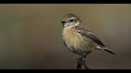 Taşkuşu » European Stonechat » Saxicola rubicola