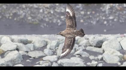 Büyük korsanmartı