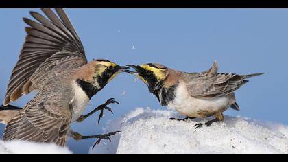 Kulaklı toygar » Horned Lark » Eremophila alpestris